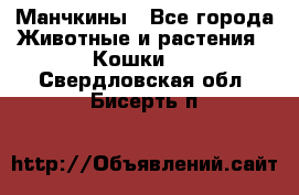 Манчкины - Все города Животные и растения » Кошки   . Свердловская обл.,Бисерть п.